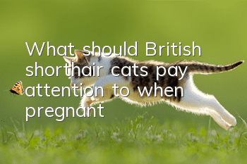 What should British shorthair cats pay attention to when pregnant?