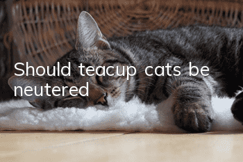 Should teacup cats be neutered?