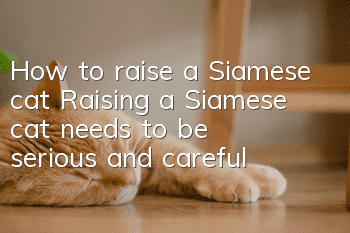 How to raise a Siamese cat Raising a Siamese cat needs to be serious and careful!