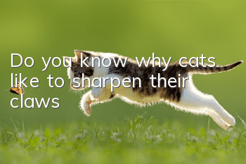 Do you know why cats like to sharpen their claws?