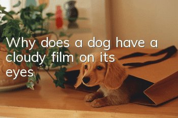 Why does a dog have a cloudy film on its eyes?