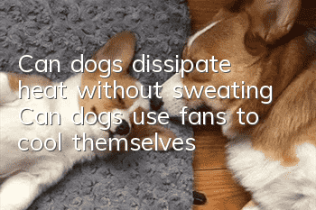 Can dogs dissipate heat without sweating? Can dogs use fans to cool themselves?