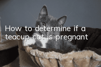 How to determine if a teacup cat is pregnant