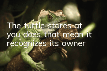 The turtle stares at you, does that mean it recognizes its owner?