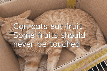 Can cats eat fruit? Some fruits should never be touched