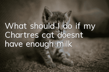 What should I do if my Chartres cat doesn’t have enough milk?