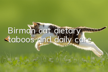 Birman cat dietary taboos and daily care