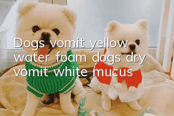 Dogs vomit yellow water foam, dogs dry vomit white mucus