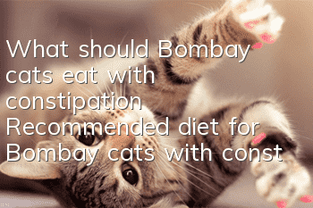What should Bombay cats eat with constipation? Recommended diet for Bombay cats with constipation