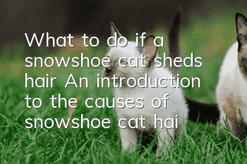 What to do if a snowshoe cat sheds hair? An introduction to the causes of snowshoe cat hair loss
