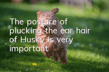 The posture of plucking the ear hair of Husky is very important