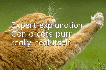 Expert explanation | Can a cat’s purr really heal itself?