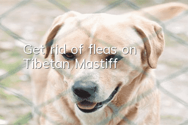 Get rid of fleas on Tibetan Mastiff