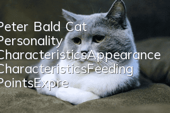 Peter Bald Cat Personality Characteristics_Appearance Characteristics_Feeding Points_Expression Characteristics