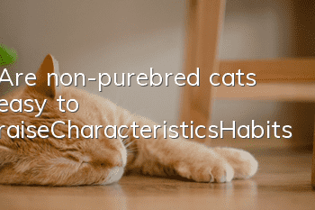 Are non-purebred cats easy to raise_Characteristics_Habits