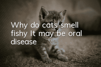 Why do cats smell fishy? It may be oral disease