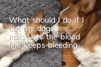 What should I do if I cut my dog's nails until the blood line keeps bleeding?