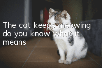 The cat keeps meowing, do you know what it means?