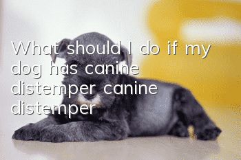 What should I do if my dog has canine distemper (canine distemper)?