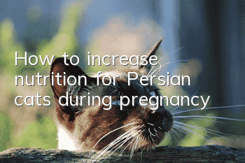How to increase nutrition for Persian cats during pregnancy