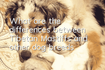 What are the differences between Tibetan Mastiffs and other dog breeds?