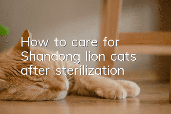 How to care for Shandong lion cats after sterilization