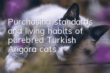 Purchasing standards and living habits of purebred Turkish Angora cats