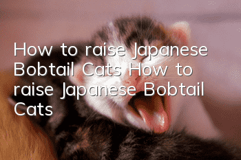 How to raise Japanese Bobtail Cats How to raise Japanese Bobtail Cats