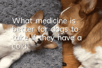 What medicine is better for dogs to take if they have a cold?