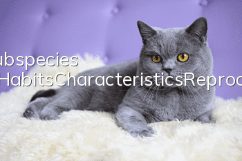 Serval Cat Subspecies Classification_Habits_Characteristics_Reproduction_How much does it cost_Is it easy to raise?
