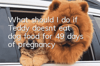 What should I do if Teddy doesn’t eat dog food for 49 days of pregnancy?