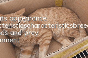 Bobcat’s appearance characteristics_characteristics_breeding methods and prey environment
