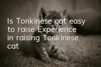 Is Tonkinese cat easy to raise? Experience in raising Tonkinese cat