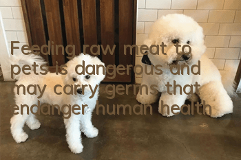 Feeding raw meat to pets is dangerous and may carry germs that endanger human health