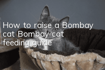 How to raise a Bombay cat? Bombay cat feeding guide