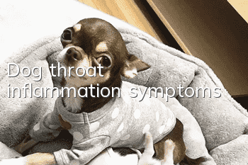 Dog throat inflammation symptoms
