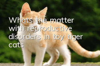 What’s the matter with reproductive disorders in toy tiger cats?