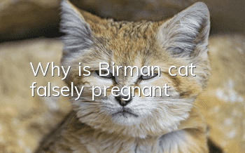 Why is Birman cat falsely pregnant?
