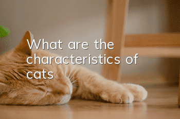 What are the characteristics of cats