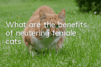 What are the benefits of neutering female cats?