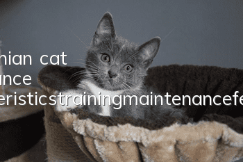 Pomeranian cat appearance characteristics_training_maintenance_feeding