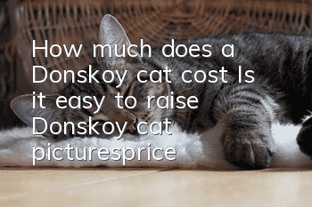 How much does a Donskoy cat cost? Is it easy to raise? Donskoy cat pictures_price