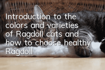 Introduction to the colors and varieties of Ragdoll cats and how to choose healthy Ragdoll cats