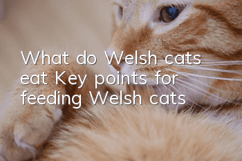 What do Welsh cats eat? Key points for feeding Welsh cats