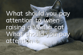 What should you pay attention to when raising a Welsh cat? What should you pay attention to when raising a Welsh cat?