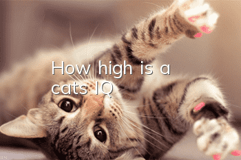 How high is a cat's IQ?