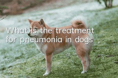 What is the treatment for pneumonia in dogs?