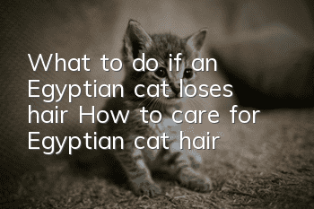 What to do if an Egyptian cat loses hair? How to care for Egyptian cat hair?