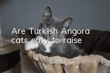 Are Turkish Angora cats easy to raise?