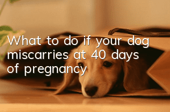 What to do if your dog miscarries at 40 days of pregnancy